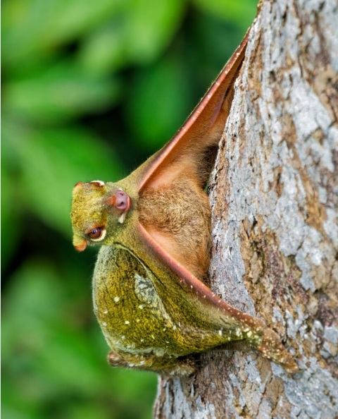 Sunda colugo on a tree trunk