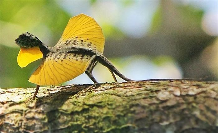 Flying dragon lizard with yellow wings spread