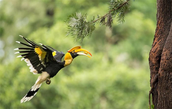 Great hornbill in flight