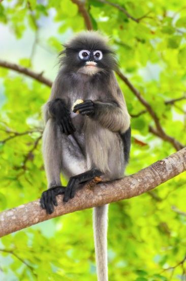 Dusky leaf monkey on a branch