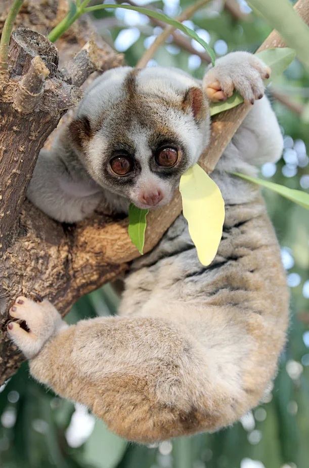 Sunda slow loris in a tree
