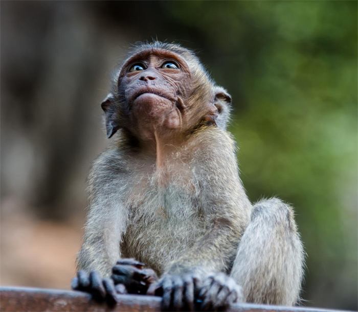 Long-tailed macaque