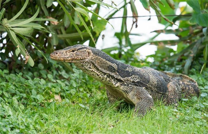 Asian water monitor on the grass
