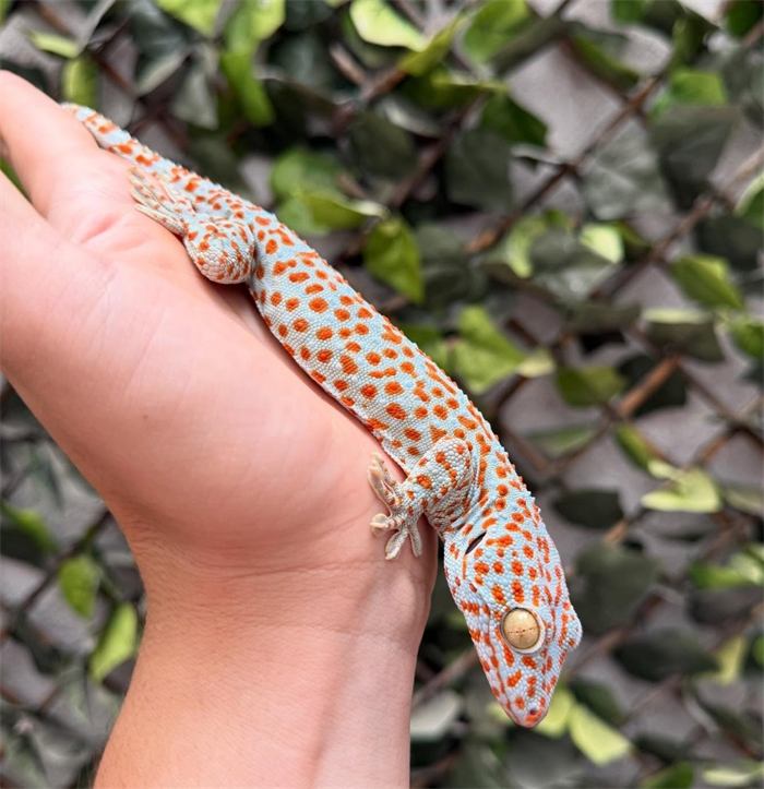 Tokay gecko on a hand